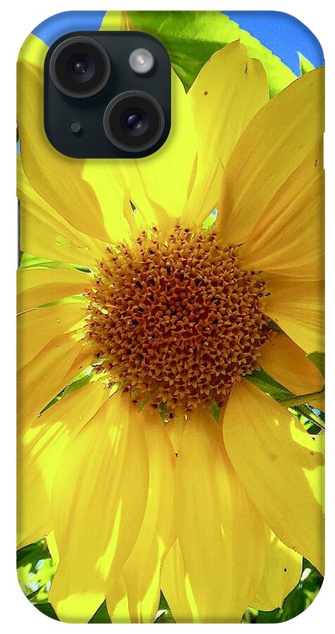 Sunflower iPhone Case featuring the photograph Tangled Sunflower by Brian Eberly