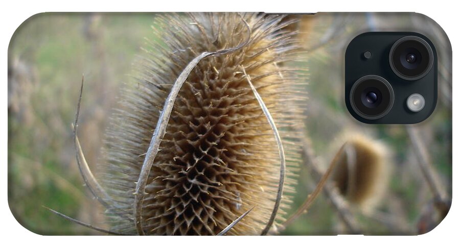 Flora iPhone Case featuring the photograph Teazle by Susan Baker