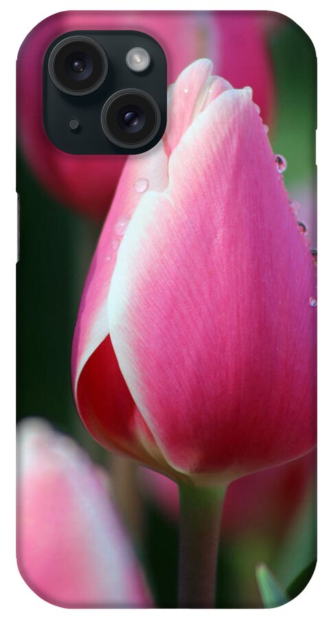 Tulip iPhone Case featuring the photograph Texas Blooms 107 by Pamela Critchlow