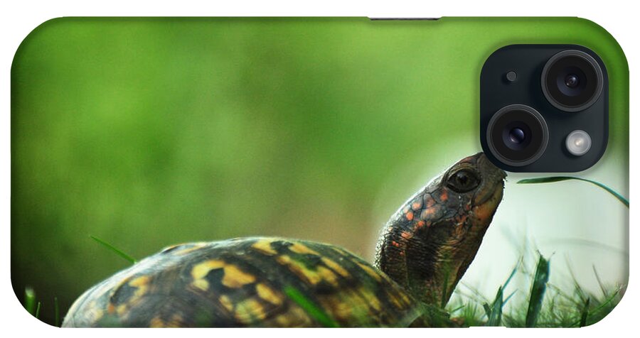 Eastern Box Turtle iPhone Case featuring the photograph Thankful for Leaping Greenly Spirits by Rebecca Sherman