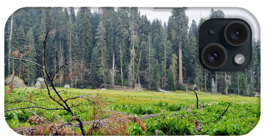 Sequoia National Park iPhone Case featuring the photograph Tharps Log Meadow by Kyle Hanson