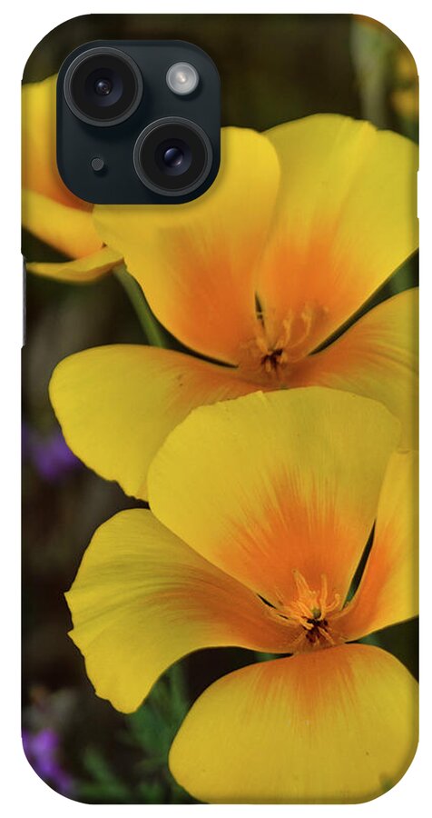 Poppies iPhone Case featuring the photograph That Golden Spring Glow by Saija Lehtonen