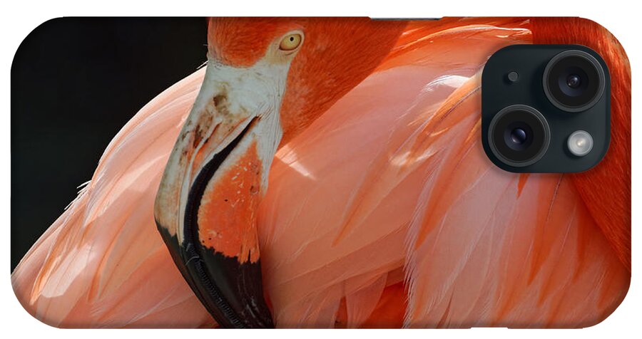 That's The Spot iPhone Case featuring the photograph That's the Spot -- American Flamingo at Charles Paddock Zoo in Atascadero, California by Darin Volpe