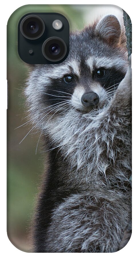 Raccoon iPhone Case featuring the photograph The Bandit by Jim Zablotny