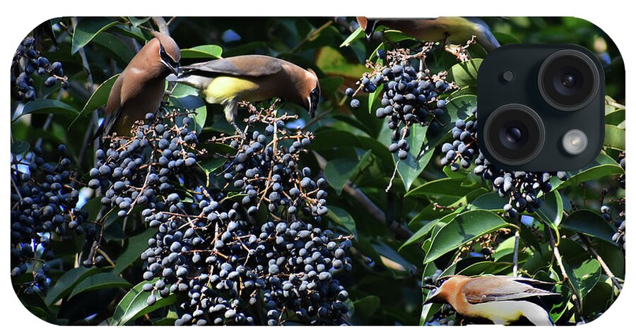 Birds iPhone Case featuring the photograph The Berry Bar by Skip Willits