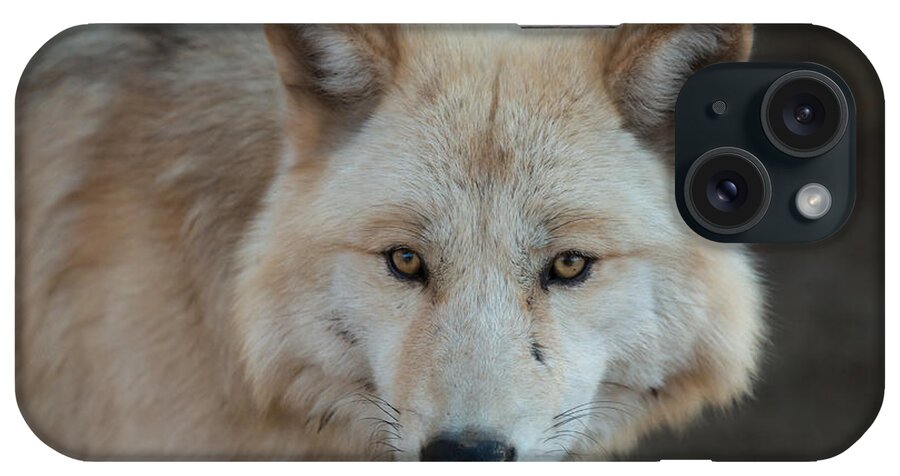 Wolf iPhone Case featuring the photograph The Big Beautiful Wolf by Ana V Ramirez