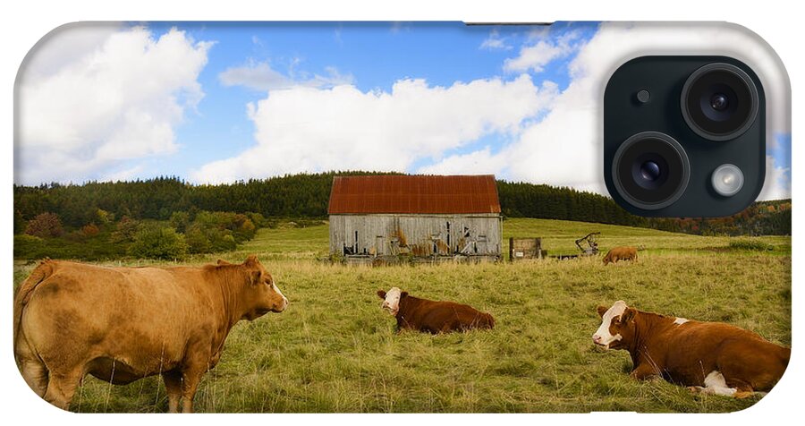 Cow iPhone Case featuring the digital art The Cows of Mabou by Ken Morris
