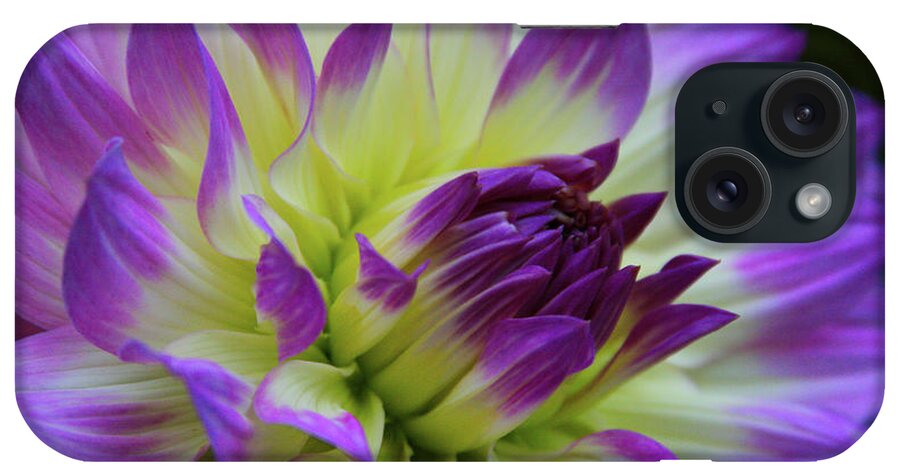 Dahlia iPhone Case featuring the photograph 695 Dahlia by Kevin Schwalbe