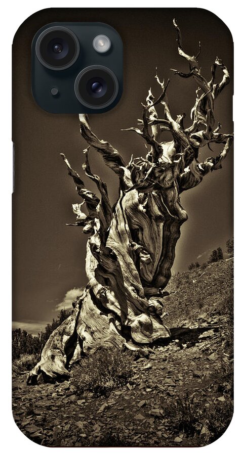 California iPhone Case featuring the photograph The Dead Sentinel by Roger Passman