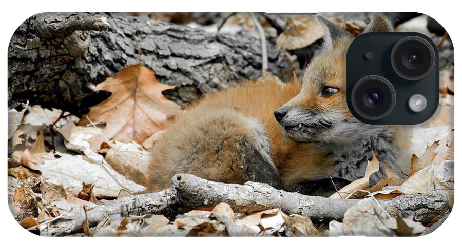 Fox Cubs iPhone Case featuring the photograph The fang by Sam Rino