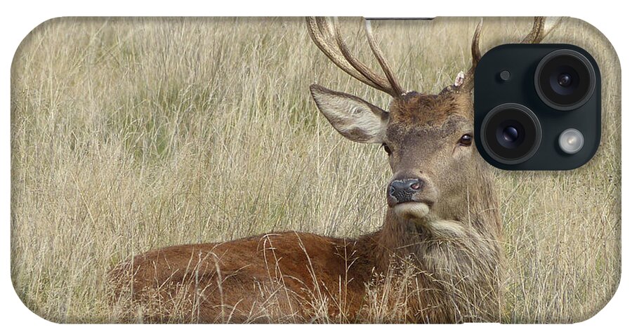 Red Deer iPhone Case featuring the photograph The Gentle Stag by LemonArt Photography
