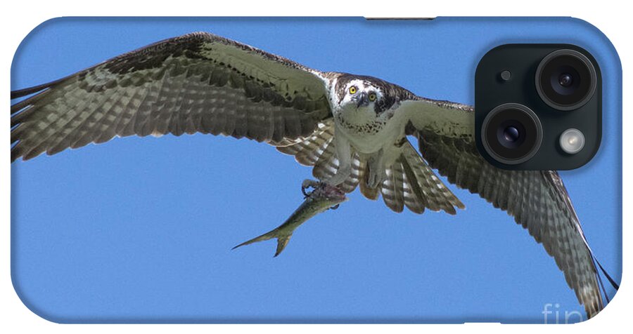 Osprey iPhone Case featuring the photograph The Glare by Quinn Sedam
