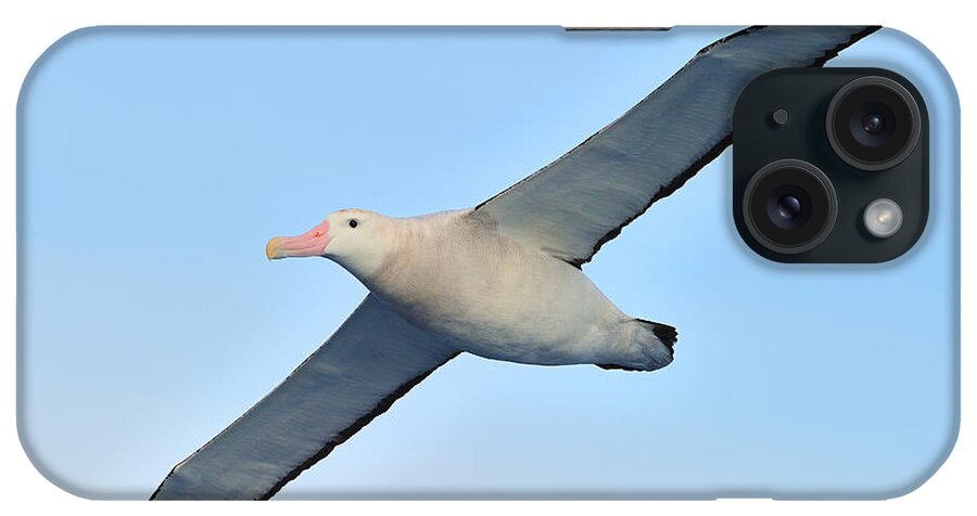 Wandering Albatross iPhone Case featuring the photograph The Greatest Seabird by Tony Beck
