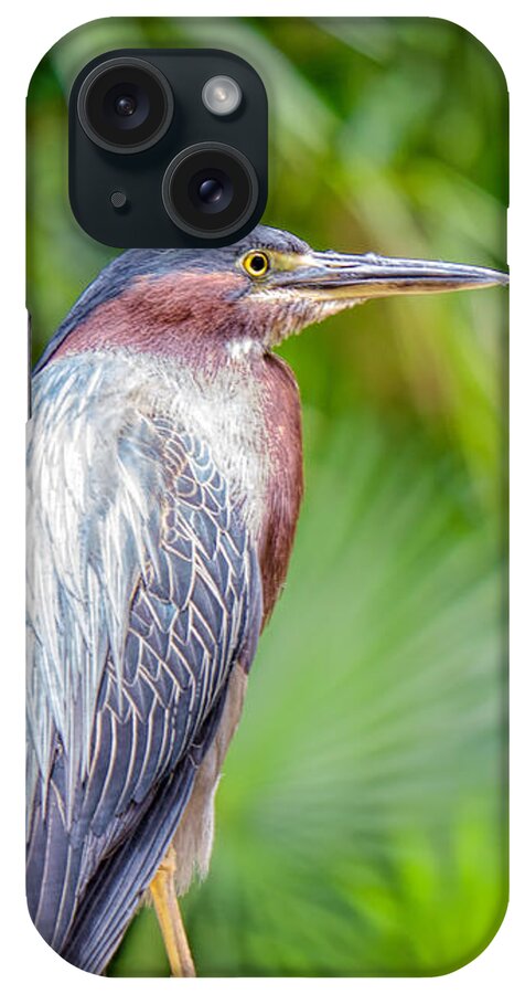 Birds iPhone Case featuring the photograph The Green Heron by Judy Kay