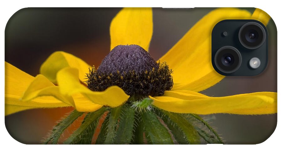 Rudebekia iPhone Case featuring the photograph The Last Black Eyed Susan by Lili Feinstein