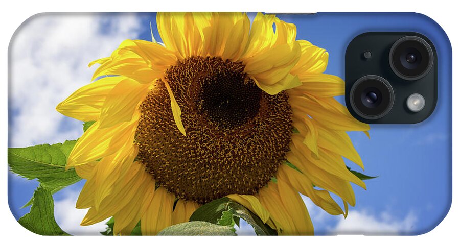 Sunflowers iPhone Case featuring the photograph The Last Sunflower by John Haldane