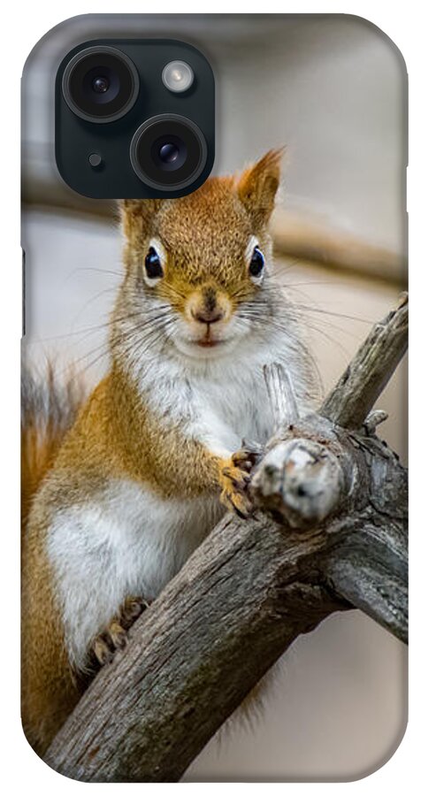 Squirrel iPhone Case featuring the photograph The Look by Bob Orsillo