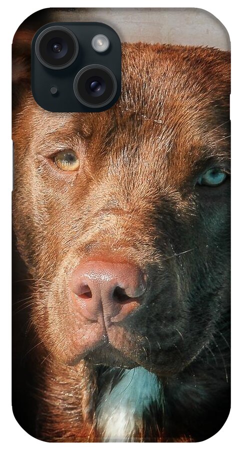 Dog iPhone Case featuring the photograph The Look by Eleanor Abramson