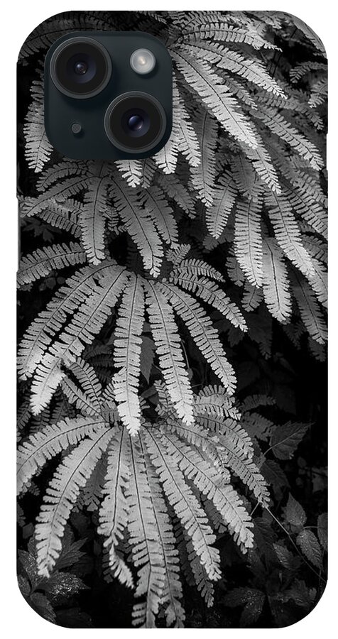 Fern iPhone Case featuring the photograph The Maiden's Hair by Jon Ares