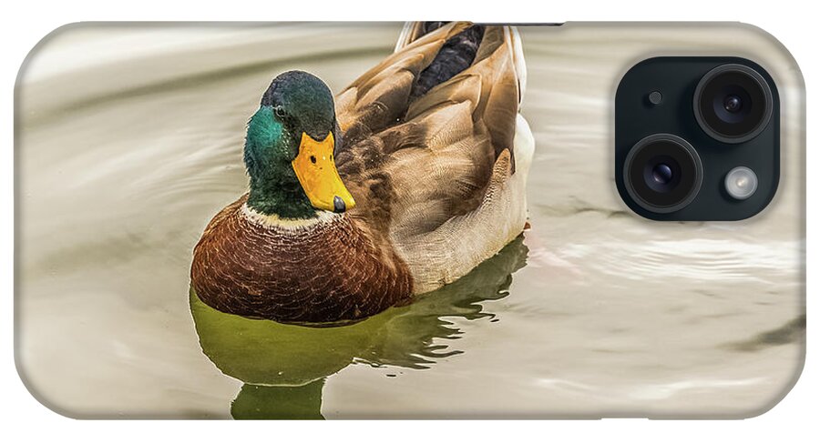 Mallard Duck iPhone Case featuring the photograph The Mallard Drake by Yeates Photography