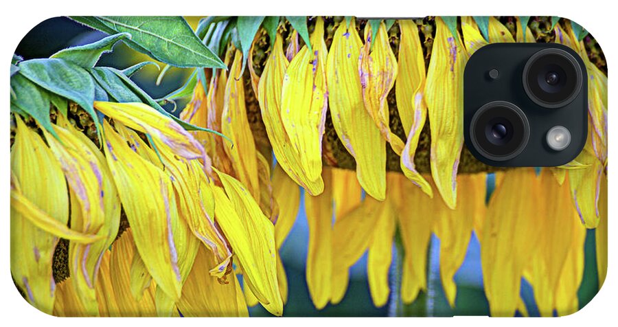 Sunflowers iPhone Case featuring the photograph The Old Sunflowers by Jale Fancey