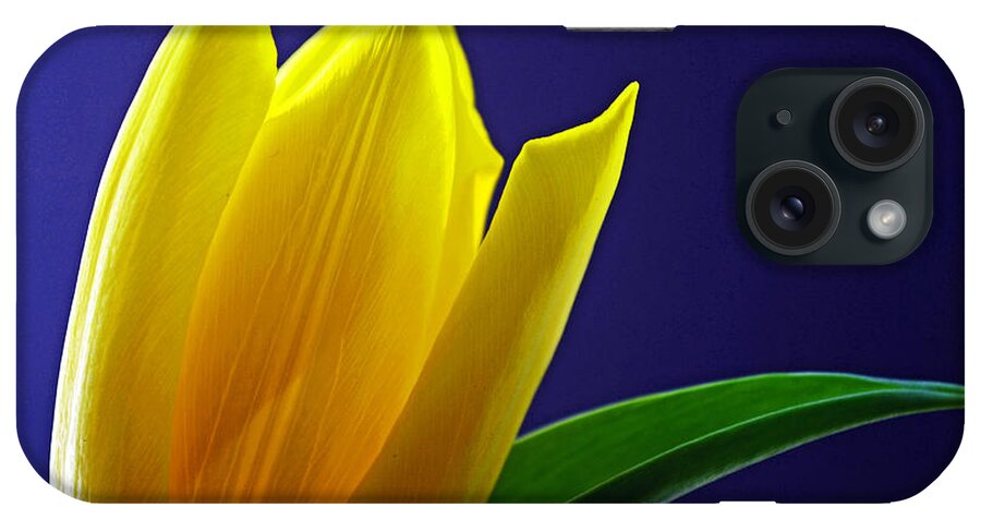 Tulip iPhone Case featuring the photograph The Present by Melanie Moraga
