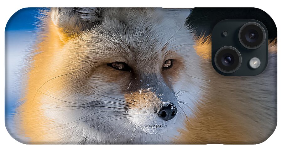 Red Fox iPhone Case featuring the photograph The Red Fox Portrait In Snow by Yeates Photography