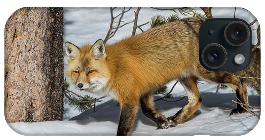 Red Fox iPhone Case featuring the photograph The Red Fox by Yeates Photography
