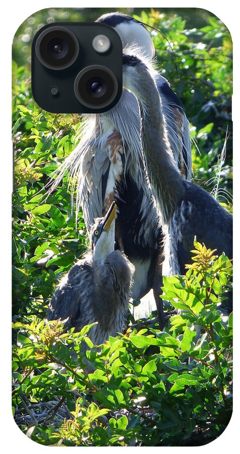 Bird iPhone Case featuring the photograph The Rookery Family by Rosalie Scanlon