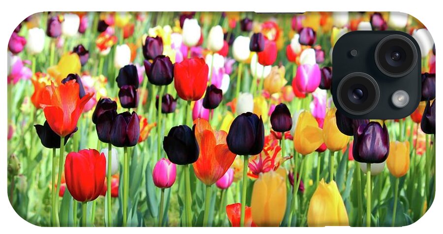 Tulip iPhone Case featuring the photograph The Season Of Tulips by Cynthia Guinn
