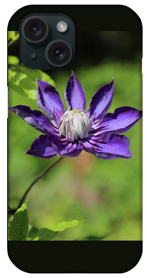 Clematis iPhone Case featuring the photograph The Shy One by Tammy Pool