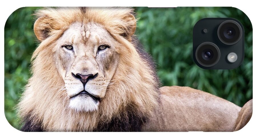 Male Lion iPhone Case featuring the photograph The Stare Down by Ed Taylor