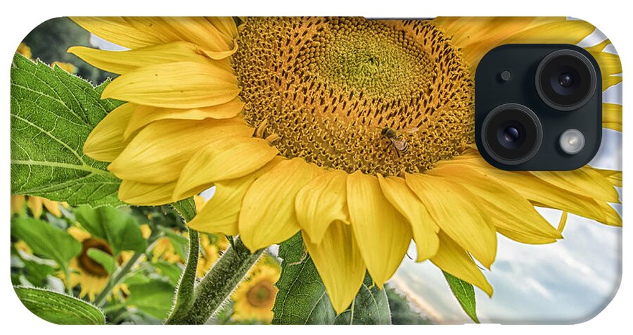 Sunflower iPhone Case featuring the photograph The Sunflower and The Bee by Bert Peake