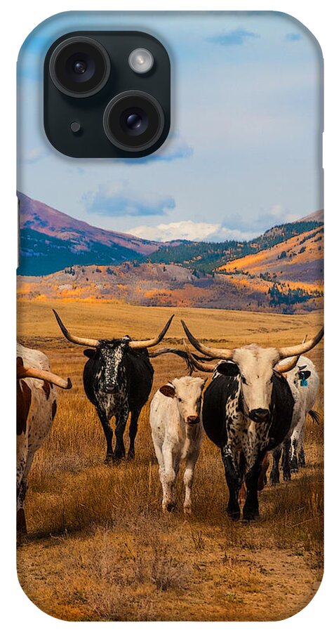 Longhorns iPhone Case featuring the photograph The Welcome Committee by Jolynn Reed