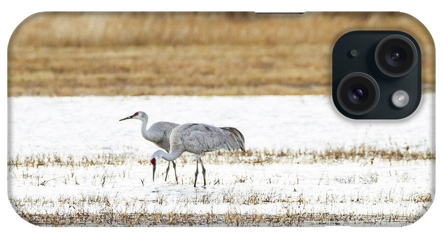 Cranes iPhone Case featuring the photograph Then there were two by Ruth Jolly