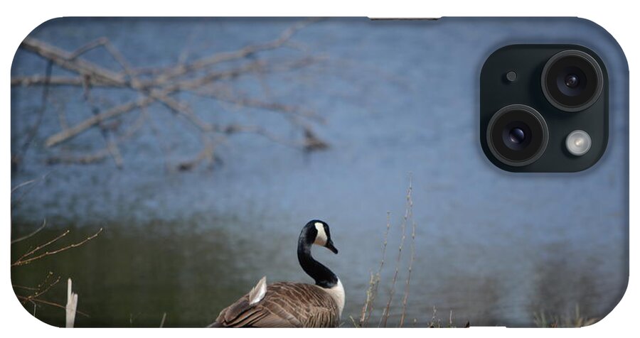 Canadian Geese iPhone Case featuring the photograph Thinking Odd Feather by Dani McEvoy