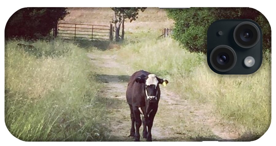 Trail iPhone Case featuring the photograph Cow by Nancy Ingersoll