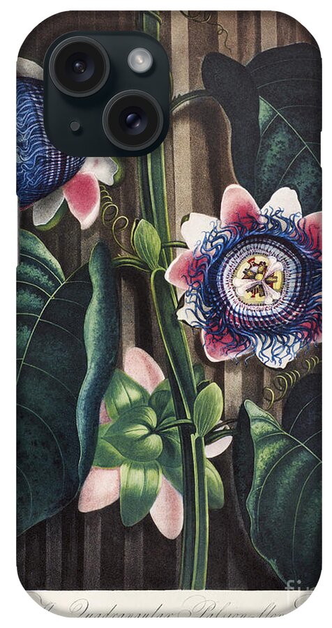 1802 iPhone Case featuring the photograph Thornton: Passion-flower by Granger