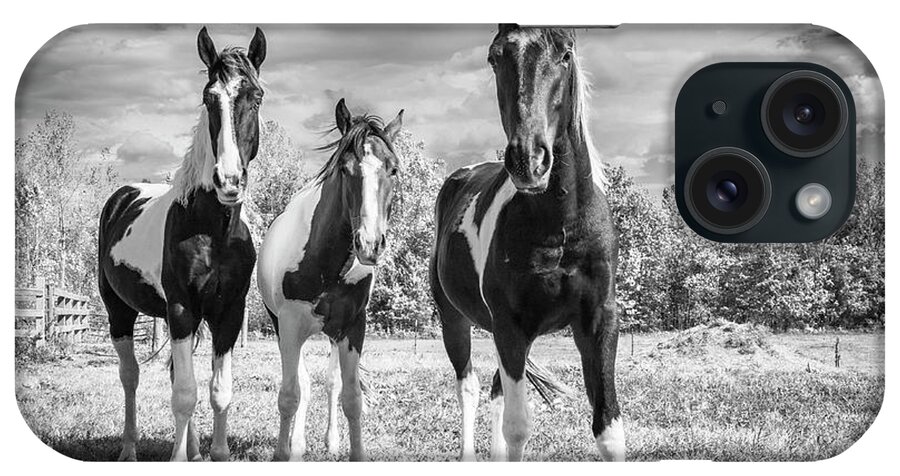 Horses iPhone Case featuring the photograph Three Amigos by Holly Ross