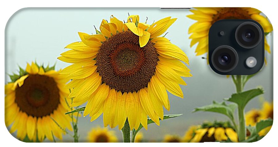Three Sunflowers iPhone Case featuring the photograph Three Amigos in a Field by Karen McKenzie McAdoo