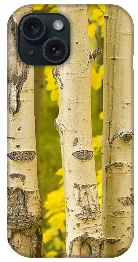 Autumn iPhone Case featuring the photograph Three Autumn Aspens by James BO Insogna