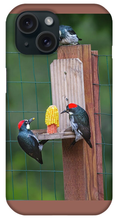Mark Miller Photos iPhone Case featuring the photograph Three Backyard Woodpeckers by Mark Miller