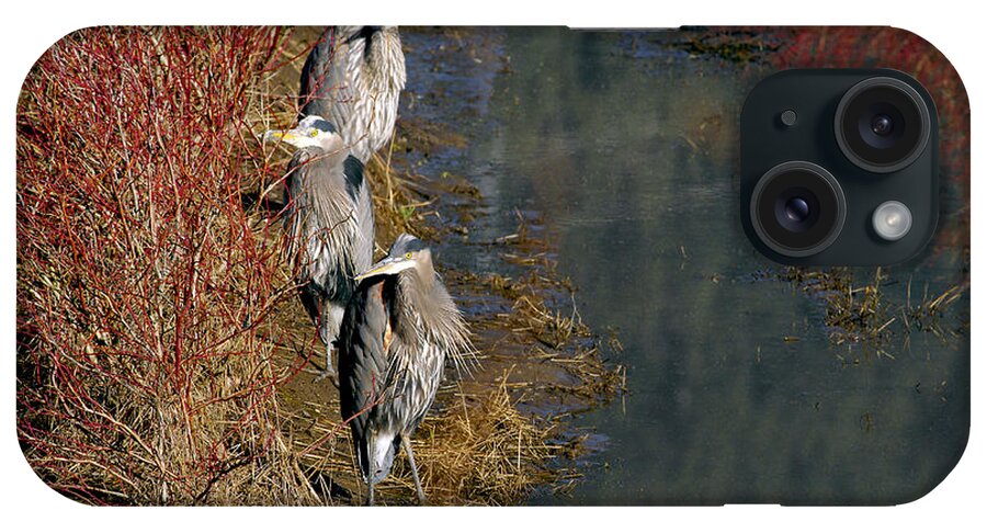 Three Herons At The Waters Edge iPhone Case featuring the photograph Three Herons at the Waters Edge by Sharon Talson