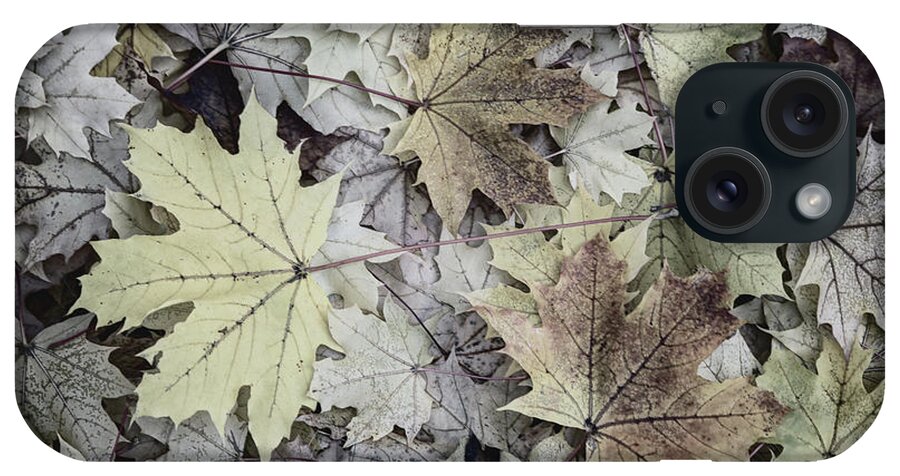 Leaves iPhone Case featuring the photograph Three Leaves by John Meader