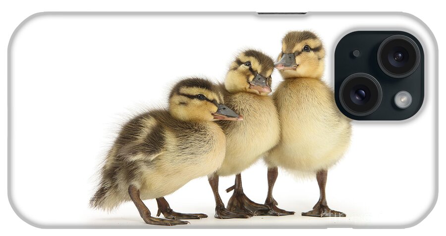 Three Mallard iPhone Case featuring the photograph Three little ducklings by Warren Photographic