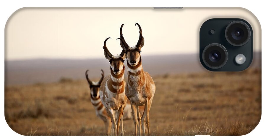 Pronghorn Antelope iPhone Case featuring the photograph Three male Pronghorn Antelopes in Alberta by Mark Duffy