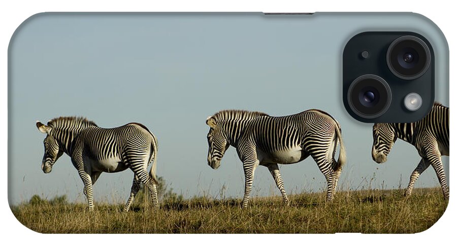 Zebra iPhone Case featuring the photograph Three on the Horizon by David Yocum