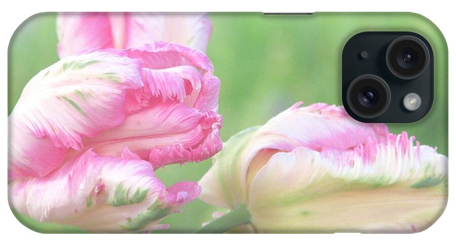 Pink Parrot Tulips iPhone Case featuring the photograph Three Sisters by Angela Davies