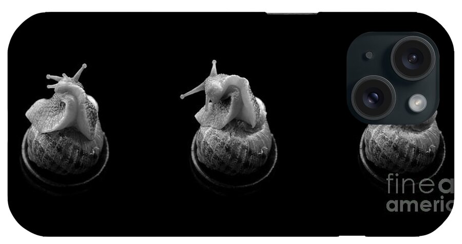 Animal iPhone Case featuring the photograph Three snails by Clayton Bastiani