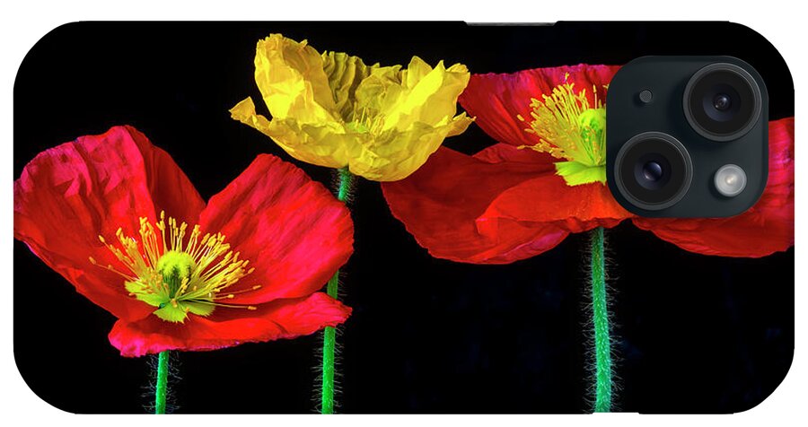 Color iPhone Case featuring the photograph Three Wonderful Iceland Poppies by Garry Gay